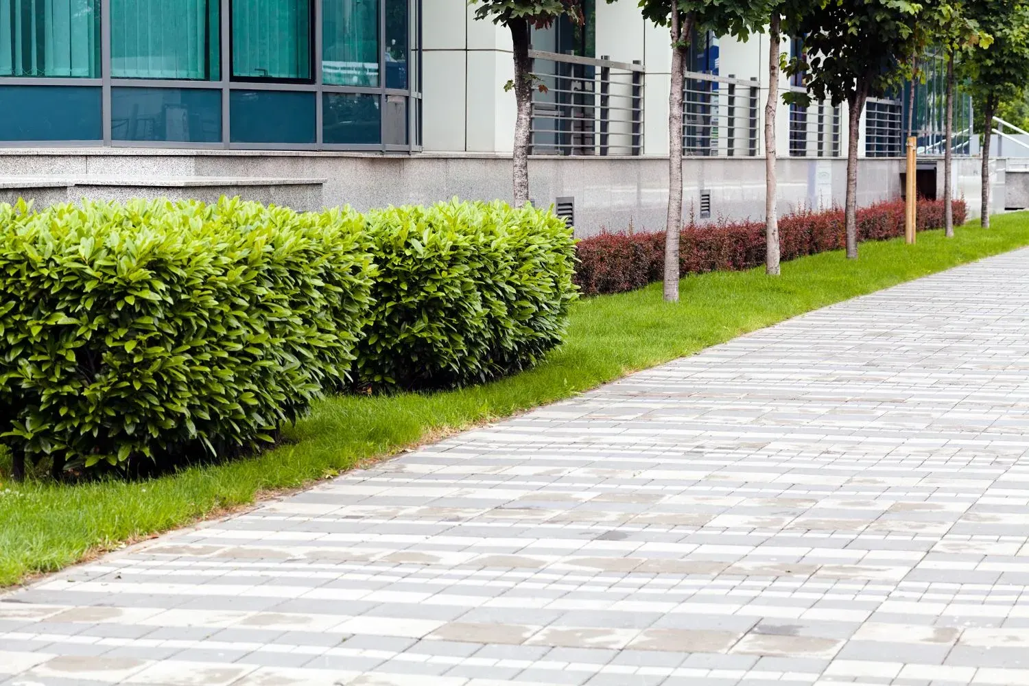 A row of established garden screening plants