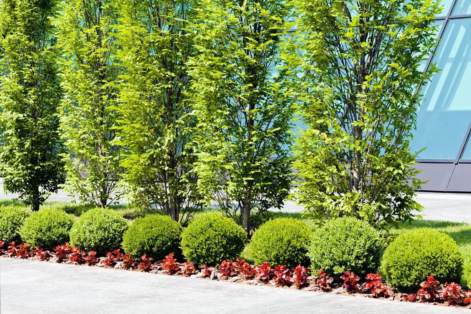 A garden bed with trees and hedging near a pool area