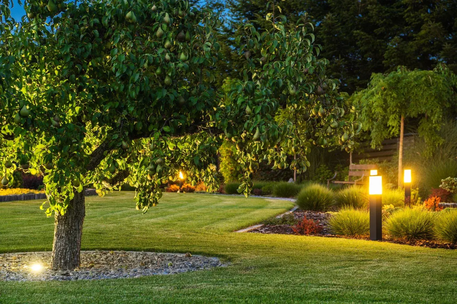 A mature fruit tree in an established garden bed